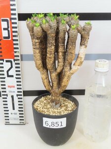 6851 「多肉植物」ユーフォルビア ギラウミニアナ 植え【発根未確認・Euphorbia guillauminiana・発芽開始】