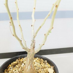 6895 「実生」パキコルムス ディスカラー大 植え【発根・Pachycormus discolor・象の木・多肉植物・塊根植物・葉落ちします】の画像1