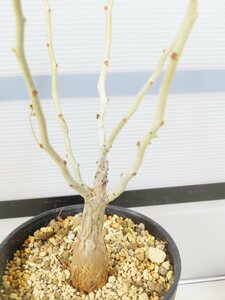 6895 「実生」パキコルムス ディスカラー大 植え【発根・Pachycormus discolor・象の木・多肉植物・塊根植物・葉落ちします】