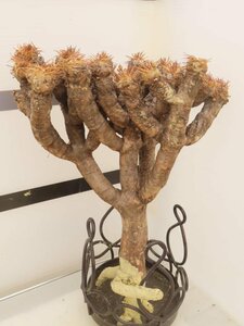 8827 「多肉植物」ユーフォルビア ギラウミニアナ 厳選株 抜き苗【最新到着・Euphorbia guillauminiana・塊根植物・マダガスカル】