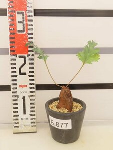 8877 「塊根植物」ペラルゴニウム SP ノヴァ 植え【発根・Pelargonium sp.nova・多肉植物】
