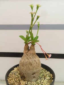 8492 「多肉植物」ユーフォルビア プリムリフォリア 植え【発根未確認・Euphorbia primulifolia・塊根植物】