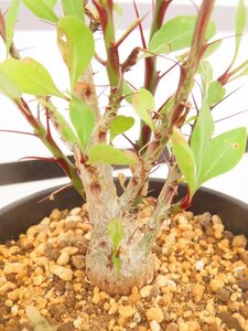 8865 「実生」フォークイエリア ファシクラータ大【発根未確認・有望株・Fouquieria fasciculata・塊根植物・葉落ちします】