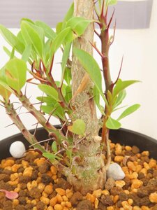 8857 「実生」フォークイエリア ファシクラータ大【発根未確認・有望株・Fouquieria fasciculata・塊根植物・葉落ちします】