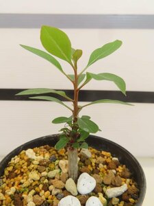 8490 「実生」フォークイエリア　ファシクラータ【有望株・Fouquieria fasciculata・塊根植物】