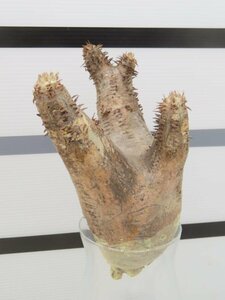 8769 「塊根植物」パキポディウム エニグマティクム 抜き苗【最新到着・enigmaticum・根切確認済み】