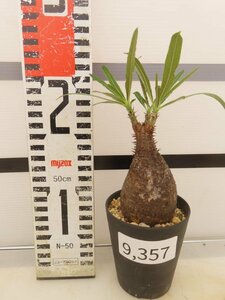 9357 「塊根植物」パキポディウム グラキリス SS 植え【発根未確認・多肉植物・gracilius・マダガスカル】