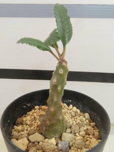 8463 「塊根植物」ドルステニア ラブラニー 植え【発根未確認・多肉植物・Dorstenia lavrani】