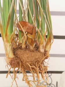 8330 「多肉植物」カリバナス フーケリー 抜き苗【最新到着・実生・Calibannus hookeri・大株・塊根植物】