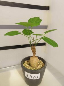 9378 「塊根植物」アデニア？　詳細品種不明株【違う可能性アリ・札落ち・発根未確認・adenia？・】