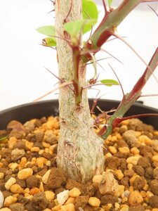 8858 「実生」フォークイエリア ファシクラータ大【発根未確認・有望株・Fouquieria fasciculata・塊根植物・葉落ちします】