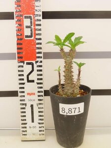 8871 「実生」パキポディウム マカイエンセ 植え【種から発芽！・発根・Pachypodium makayense・塊根植物】