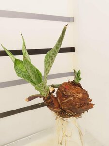 9374 「球根植物」 レデボウリア オヴァティフローラ 抜き苗【畑地植え株・多肉植物・Ledebouria ovatiflora】