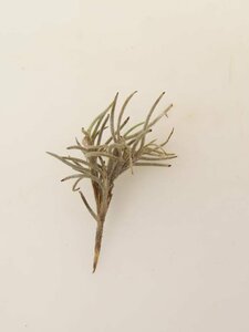 2057 「エアプランツ」tillandsia humilis × capillalis #1抜き苗【・希少・美株・チランジア】