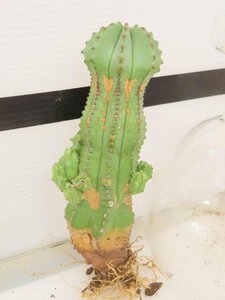 2372 「多肉植物」ユーフォルビア　ホリダ　抜き苗【発根甘目・Euphorbia horrida ・美株】