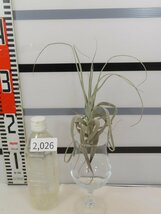 2026 「エアプランツ」tillandsia paleacea × straminea 抜き苗【・希少・美株・チランジア】_画像1