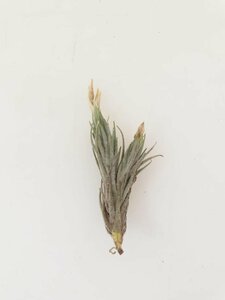 2071 「エアプランツ」tillandsia tricholepis mini 抜き苗【・希少・美株・チランジア】