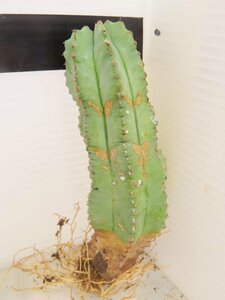 2382 「多肉植物」ユーフォルビア　ホリダ　抜き苗【発根甘目・Euphorbia horrida ・美株】