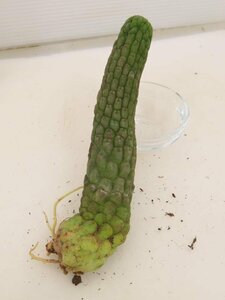 2358 「多肉植物」ラリレアキア カクティフォルミス 抜き苗【発根・Larryleachia cactiformis・仏頭玉・ラブラニア】