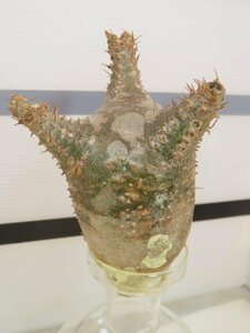 2509 「塊根植物」パキポディウム マカイエンセ 抜き苗【最新到着・makayense・根切確認済み】