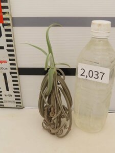 2037 「エアプランツ」tillandsia paleacea ×durati 抜き苗【希少・美株・チランジア】