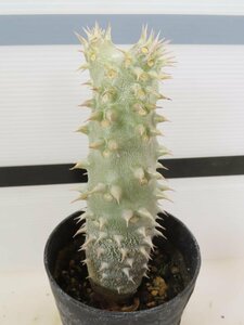 2180 「実生」パキポディウム 札落ち株【大株・発根・Pachypodium・花、葉落ちします】