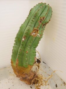 2384 「多肉植物」ユーフォルビア　ホリダ　抜き苗【発根甘目・Euphorbia horrida ・美株】