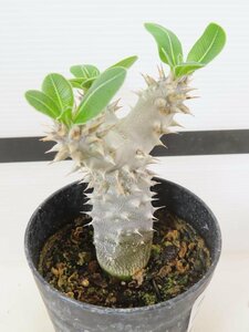 2179 「実生」パキポディウム 札落ち株【大株・発根・Pachypodium・花、葉落ちします】