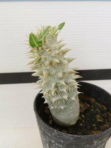 2170 「実生」パキポディウム 札落ち株【大株・発根・Pachypodium・花、葉落ちします】