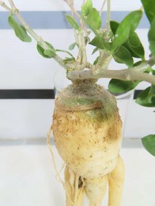 2624 「実生」フォッケア クリスパ 抜き苗【塊根植物・多肉植物・畑に地植え株・Fockea capensis・crispa】