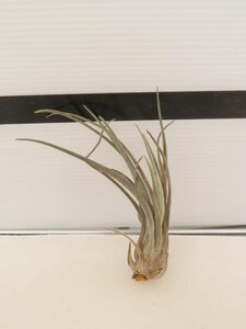 2044 「エアプランツ」tillandsia heteromorpha ×disticha grey 抜き苗【・希少・チランジア】