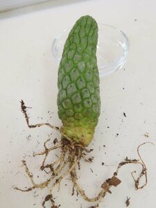 2359 「多肉植物」ラリレアキア カクティフォルミス 抜き苗【発根・Larryleachia cactiformis・仏頭玉・ラブラニア】