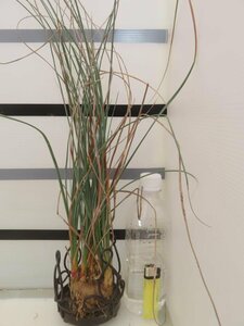 2325 「多肉植物」カリバナス フーケリー 抜き苗【最新到着・実生・Calibannus hookeri・大株・塊根植物】