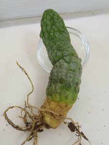 2355 「多肉植物」ラリレアキア カクティフォルミス 抜き苗【発根・Larryleachia cactiformis・仏頭玉・ラブラニア】