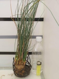 2323 「多肉植物」カリバナス フーケリー 抜き苗【最新到着・実生・Calibannus hookeri・大株・塊根植物】