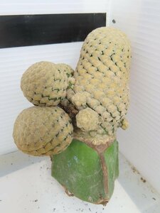 2397 「多肉植物」ユーフォルビア ピスキデルミス 抜き苗【発根甘め・接ぎ木・Euphorbia piscidermis】