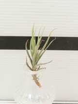 2046 「エアプランツ」tillandsia heteromorpha × kirschnekii 抜き苗【・希少・チランジア】_画像2