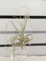 2026 「エアプランツ」tillandsia paleacea × straminea 抜き苗【・希少・美株・チランジア】_画像2