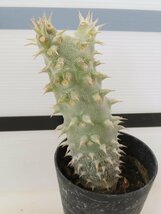 2180 「実生」パキポディウム 札落ち株【大株・発根・Pachypodium・花、葉落ちします】_画像3