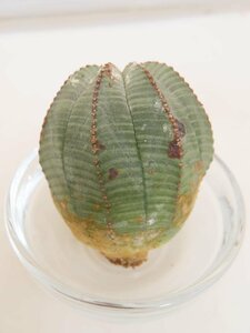 2341 「多肉植物」ユーフォルビア　オベサ　抜き苗【極上特選大株・畑に地植え株・発根・Euphorbia obesa・美株】