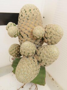 2399 「多肉植物」ユーフォルビア ピスキデルミス 抜き苗【発根甘め・接ぎ木・Euphorbia piscidermis】