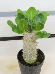 2165 「実生」パキポディウム 波葉 札落ち株【大株・発根・Pachypodium・花、葉落ちします】