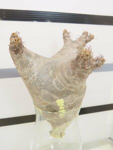 2532 「塊根植物」パキポディウム マカイエンセ大 抜き苗【最新到着・makayense・根切確認済み】