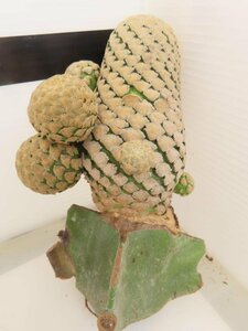 2392 「多肉植物」ユーフォルビア ピスキデルミス 抜き苗【発根甘め・接ぎ木・Euphorbia piscidermis】