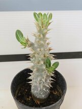 2171 「実生」パキポディウム 札落ち株【大株・発根・Pachypodium・花、葉落ちします】_画像1