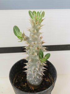 2171 「実生」パキポディウム 札落ち株【大株・発根・Pachypodium・花、葉落ちします】