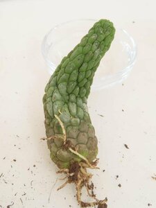 2360 「多肉植物」ラリレアキア カクティフォルミス 抜き苗【発根・Larryleachia cactiformis・仏頭玉・ラブラニア】