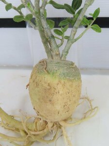 2625 「実生」フォッケア クリスパ 抜き苗【塊根植物・多肉植物・畑に地植え株・Fockea capensis・crispa】