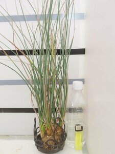 2313 「多肉植物」カリバナス フーケリー 抜き苗【最新到着・実生・Calibannus hookeri・大株・塊根植物】