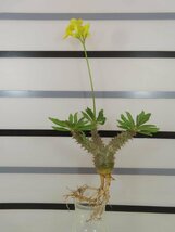 2634 「実生」パキポディウム マカイエンセ 抜き苗【種から発芽・畑に地植え株・Pachypodium makayense・塊根植物】_画像5